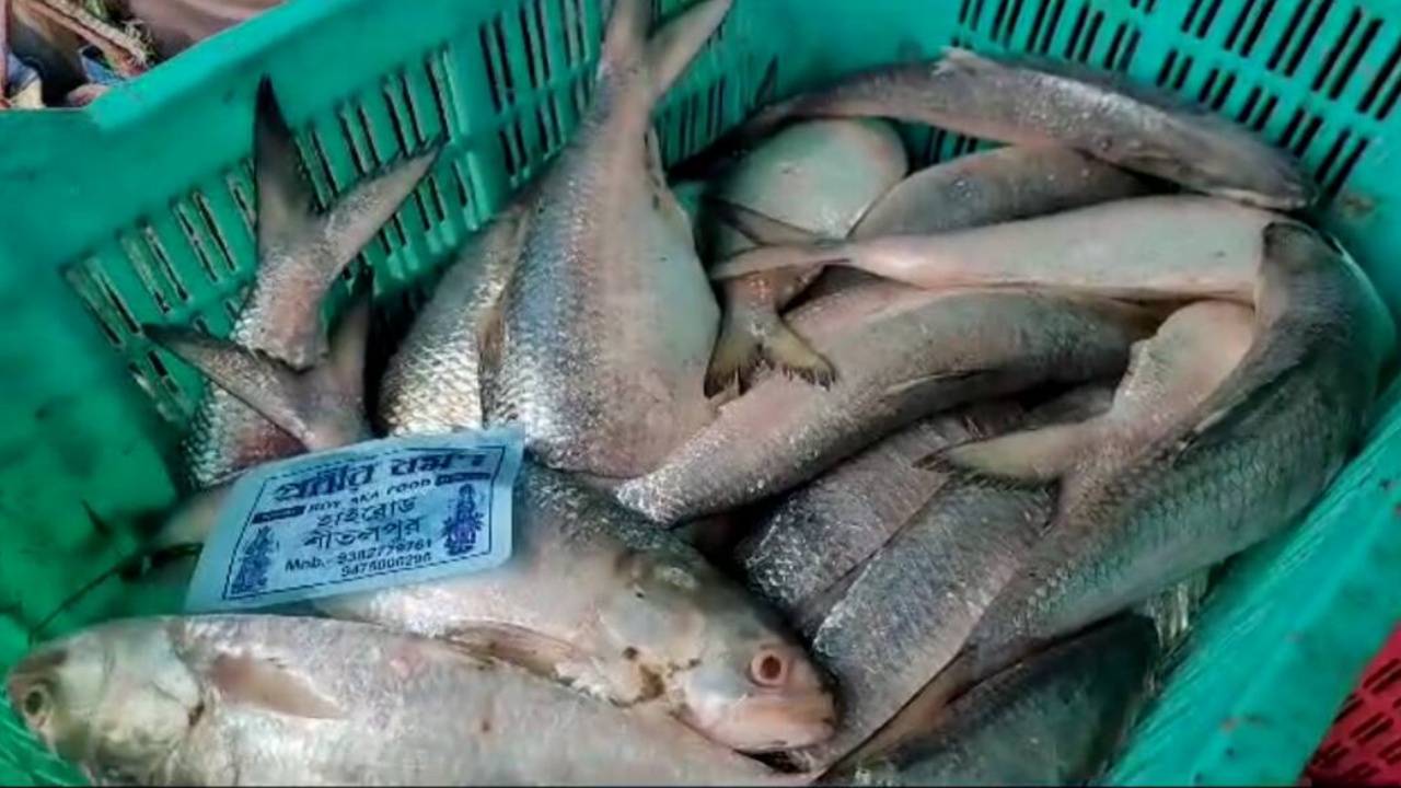 Hilsa Fish overflowing in digha 