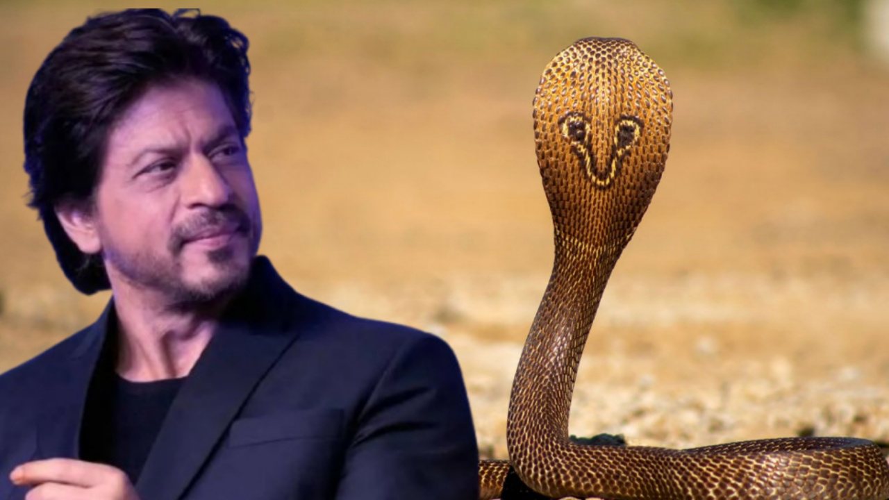 নাগপঞ্চমীতে ধুন্ধুমার, শাহরুখের মন্নতে উদ্ধার ৮ ফুট লম্বা সাপ! আরেকটি লুকালো কোথায়?
