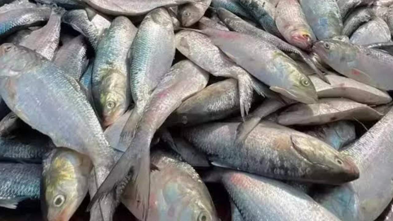 More hilsa fish to be caught in August 