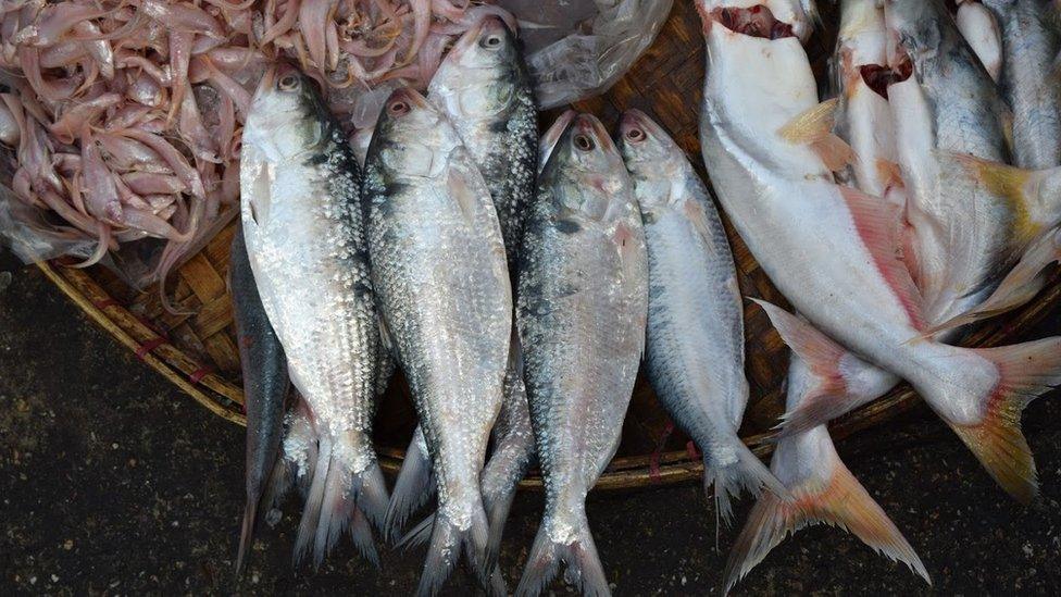 Huge amount of hilsa fish caught in this area