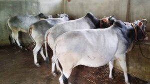 Cow urine sell Government scheme