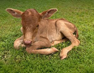 Assam welcomes First IVF-Born Indigenous Calf, marked new history in the world 