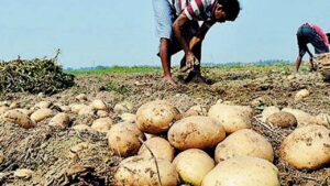 Potato farmers