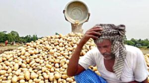 Potato farmers are tensed due to huge loss in business