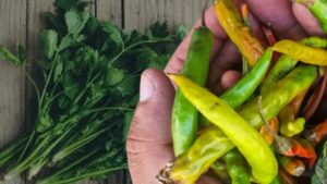 Cooking Tips green chillies and coriander leaves are rotting during the monsoon