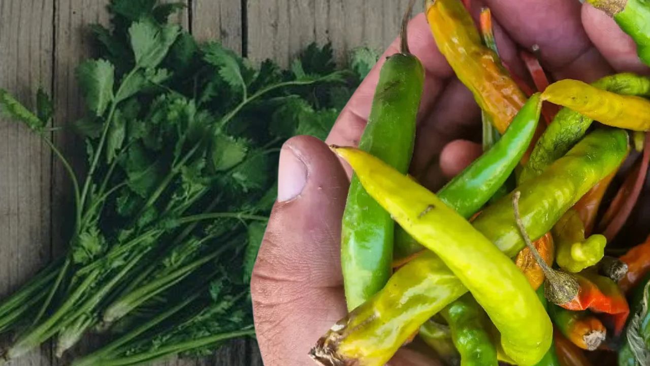 Cooking Tips green chillies and coriander leaves are rotting during the monsoon
