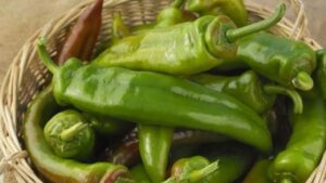 Cooking Tips green chillies and coriander leaves are rotting during the monsoon