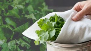 Cooking Tips how to keep coriander leaves fresh