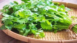 Cooking Tips how to keep coriander leaves fresh