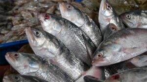 Hilsa Fish how to identify juvenile fish