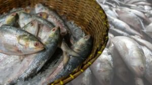 Hilsa Fish how to identify juvenile fish