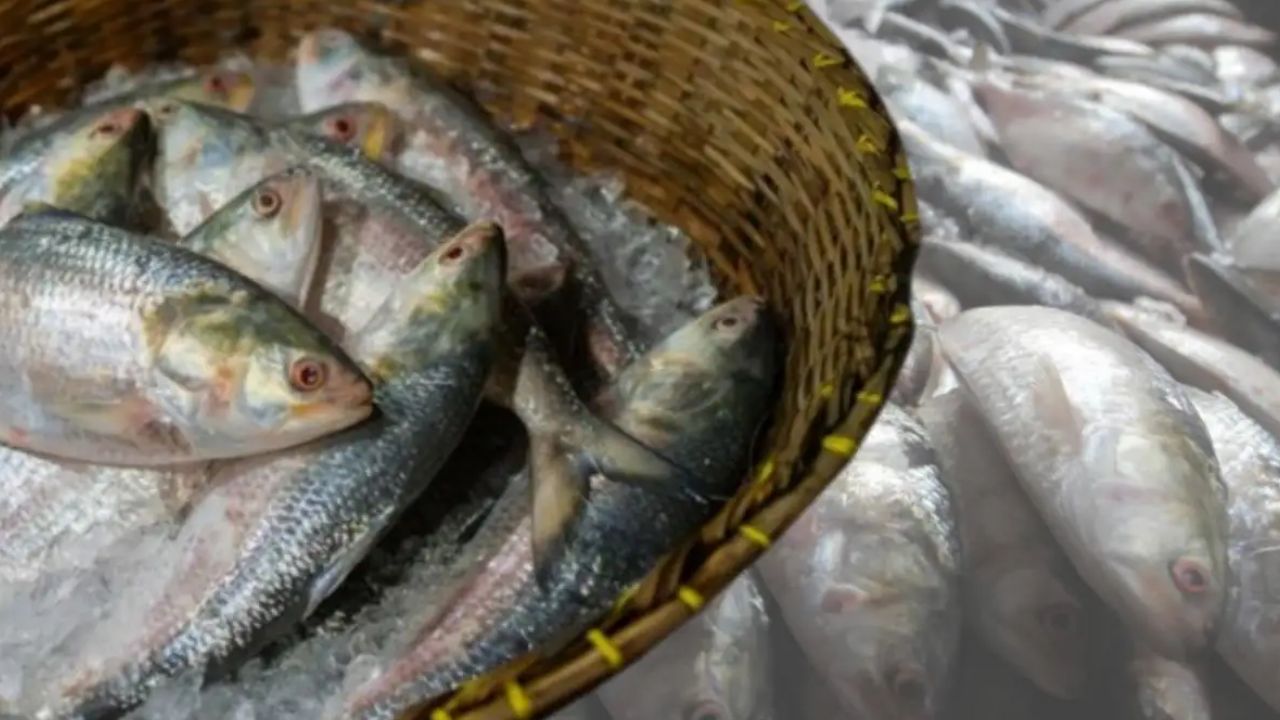 Hilsa Fish how to identify juvenile fish