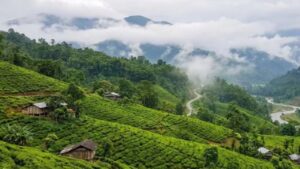 Travel this village in North Bengal