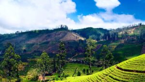 Travel this offbeat destination in North Bengal