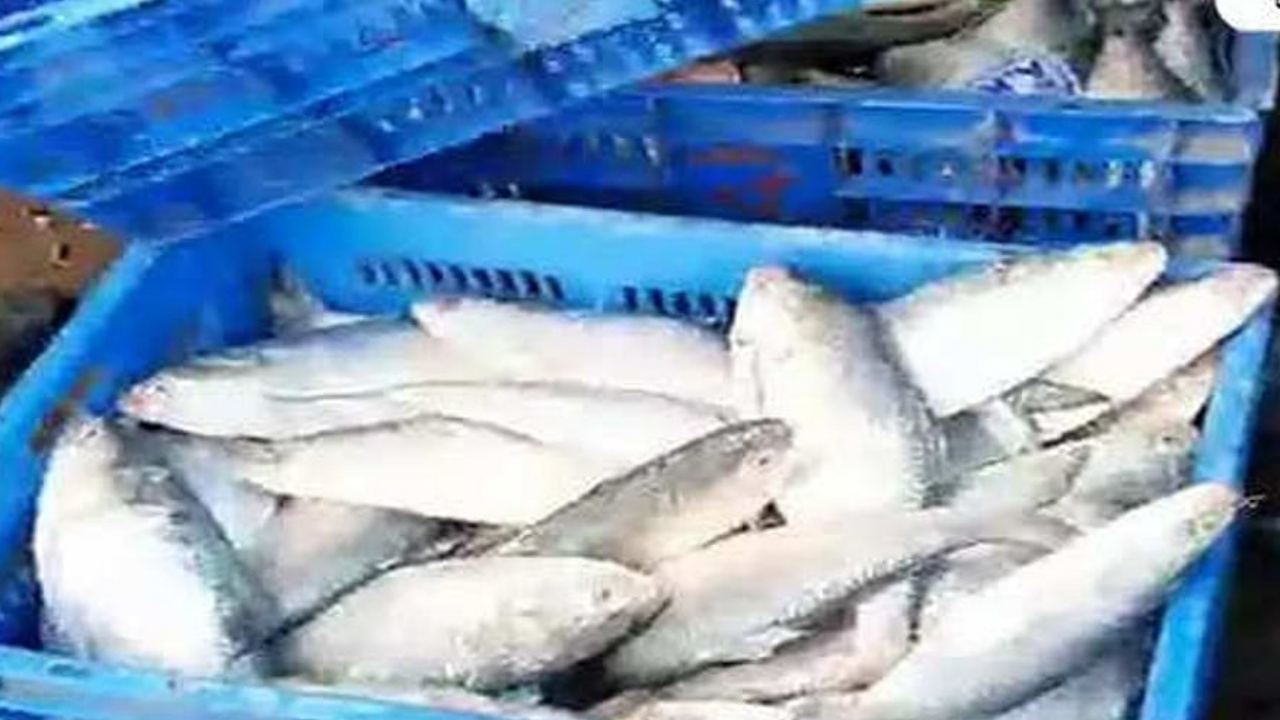 Why is there a crisis of hilsa in market 