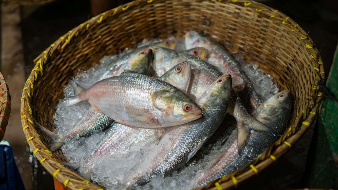 Bongaon market revealed real identity of Bangladesh hilsa 