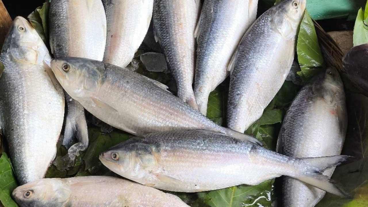 Gujrati hilsa price rise in Bangladesh 