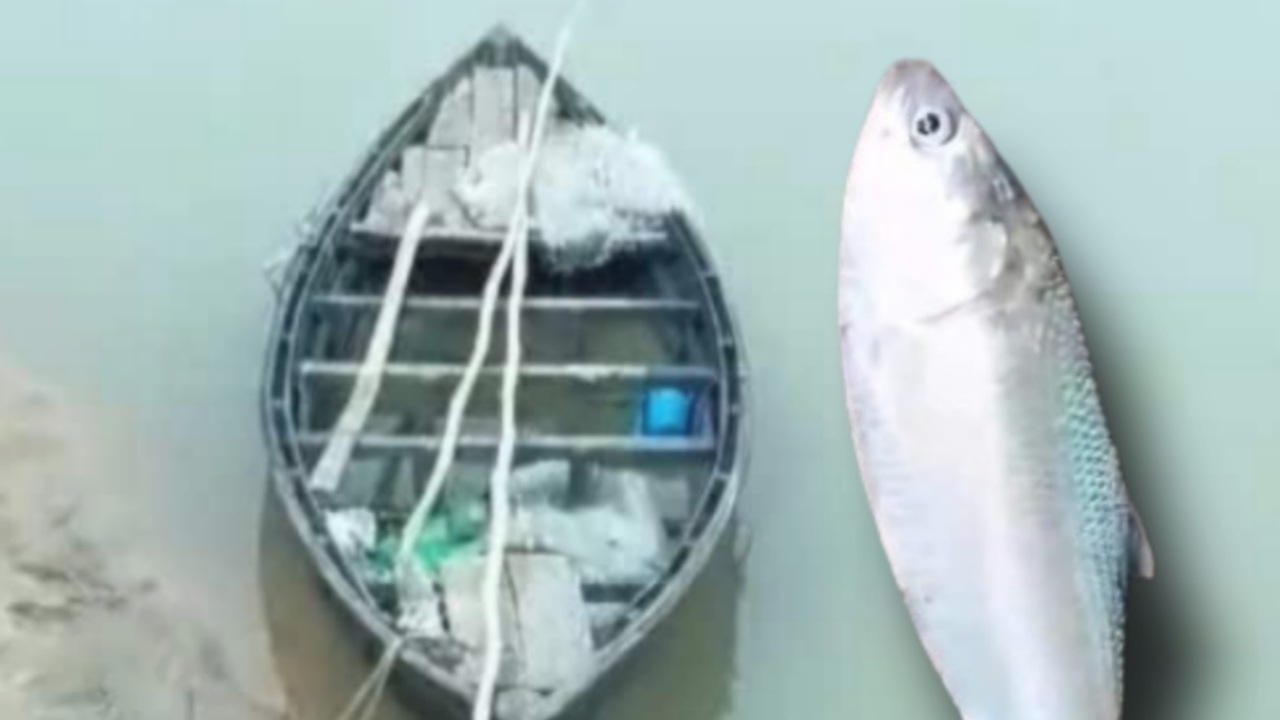 Two hilsa fish caught in damodar 