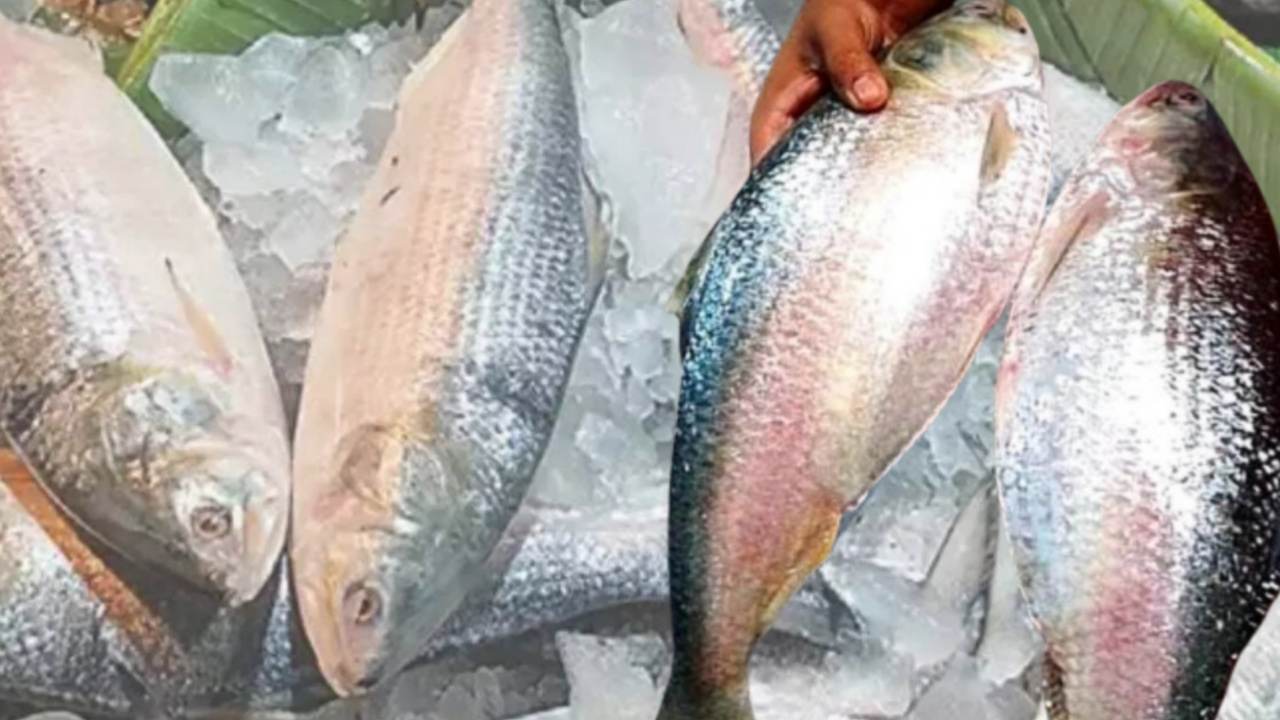 Central Government big plan for ilish