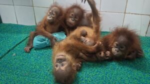 5 orangutans rescued in Balasore are being cared for at Nandankanan.