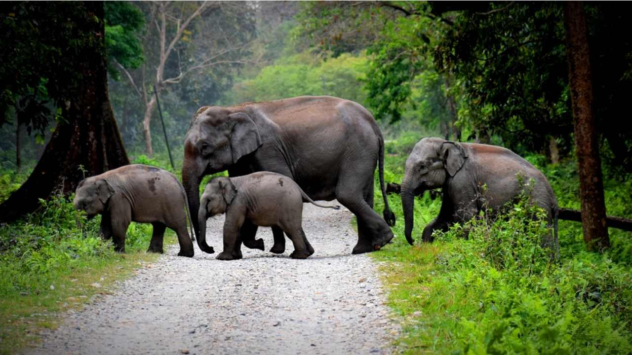 After two decades 2 elephant corridors are opening