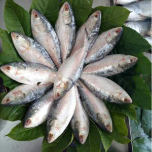 Bangladesh government suddenly stops importing Hilsa fish from India