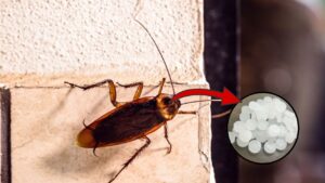 Do this to easily get rid of cockroaches