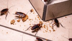 Do this to easily get rid of cockroaches
