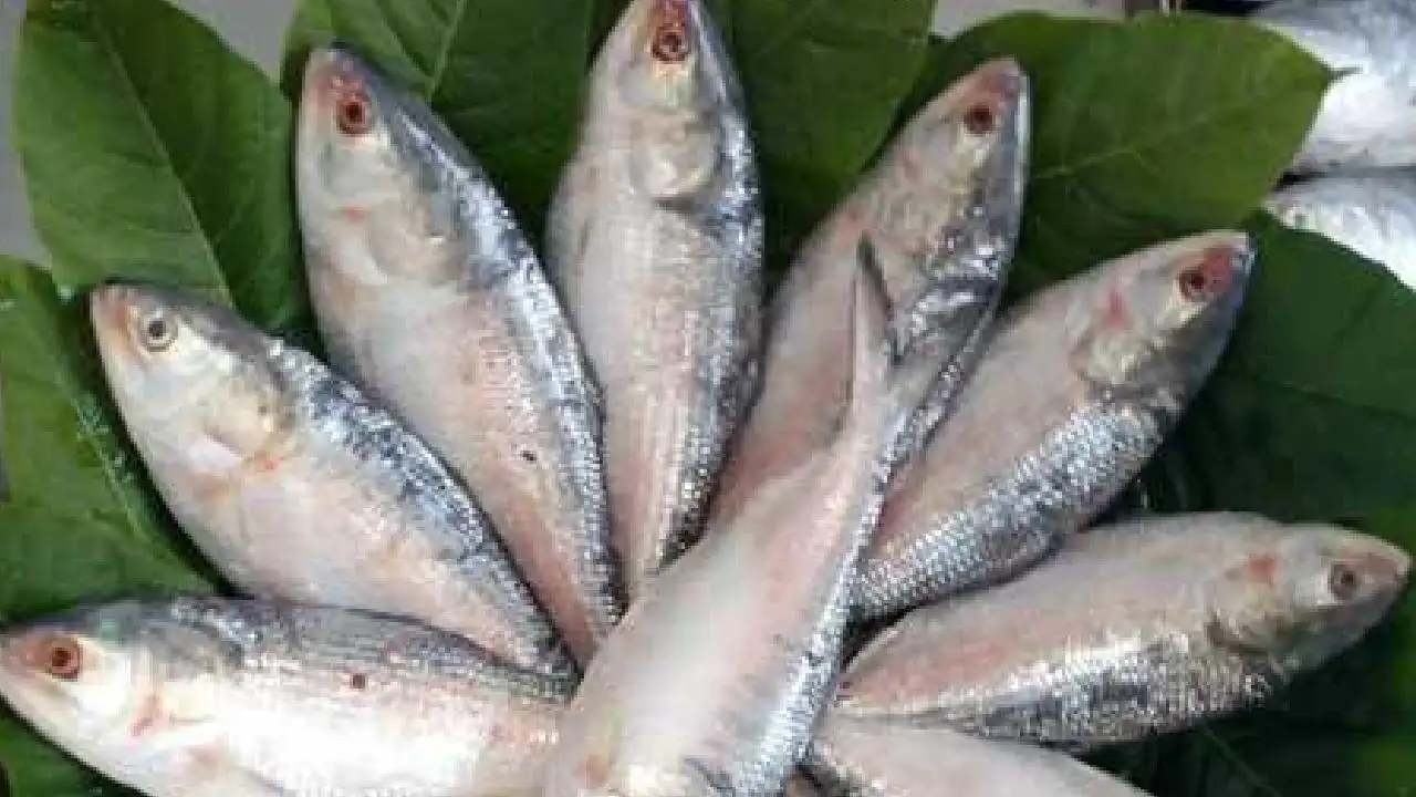 Bangladesh government suddenly stops importing Hilsa fish from India