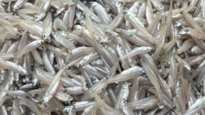Cooking Tips easily clean and prep tiny Kachki fish in just 5 minutes