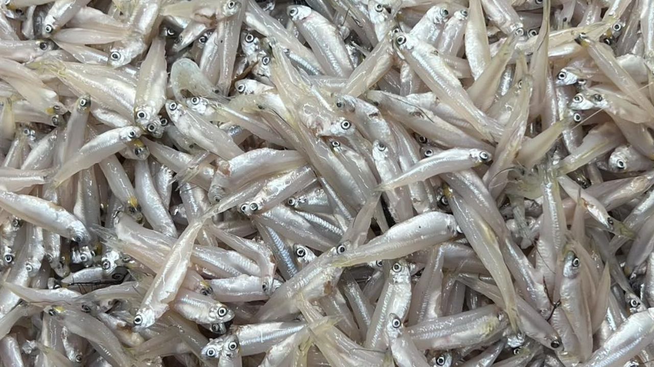 Kitchen hacks to easily clean small fish