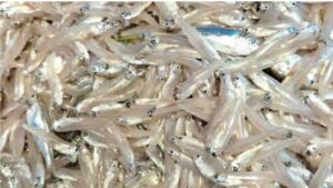 Cooking Tips a quick 5-minute technique for sorting small fish 