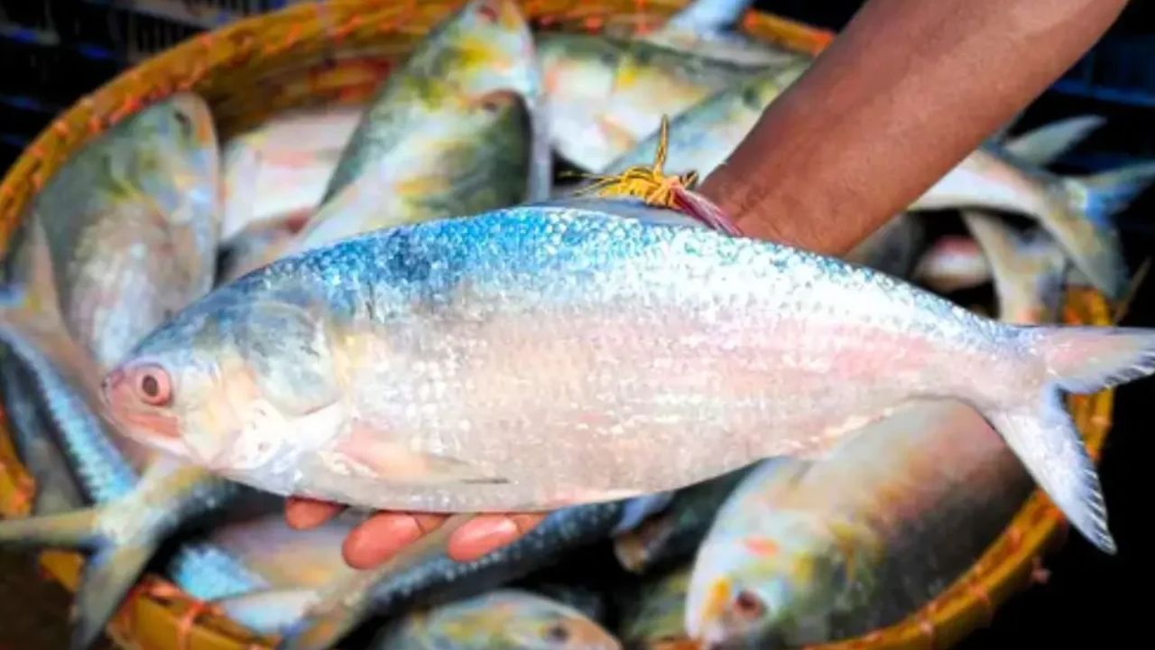 Hilsa Fish at dirt-cheap prices which markets have it