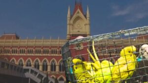 Kolkata High Court keeps a close watch on the Gallif Street animal market