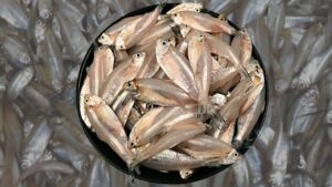 Cooking Tips no more hassle cleaning Mourala fish learn the easy technique