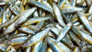Cooking Tips no more hassle cleaning Mourala fish learn the easy technique