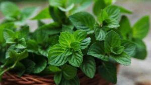 Cooking Tips mint leaves spoiling keep them fresh for a long time using this method