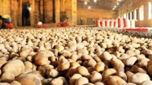 Potato farmers in distress over low prices