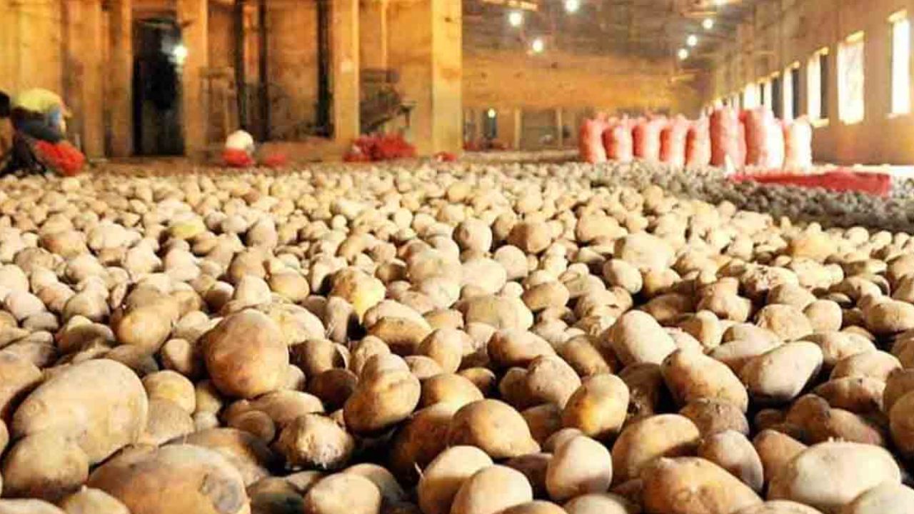 Government announced subsidy for potato export