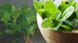 Cooking Tips mint leaves spoiling keep them fresh for a long time using this method