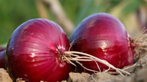 Cooking Tips dishes will taste delicious even without onions