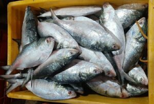 To meet the demand, tons of Hilsa fish are now being sent from India to Bangladesh.
