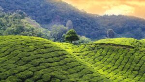 Travel Terjum surrounded by gardens and pine forests