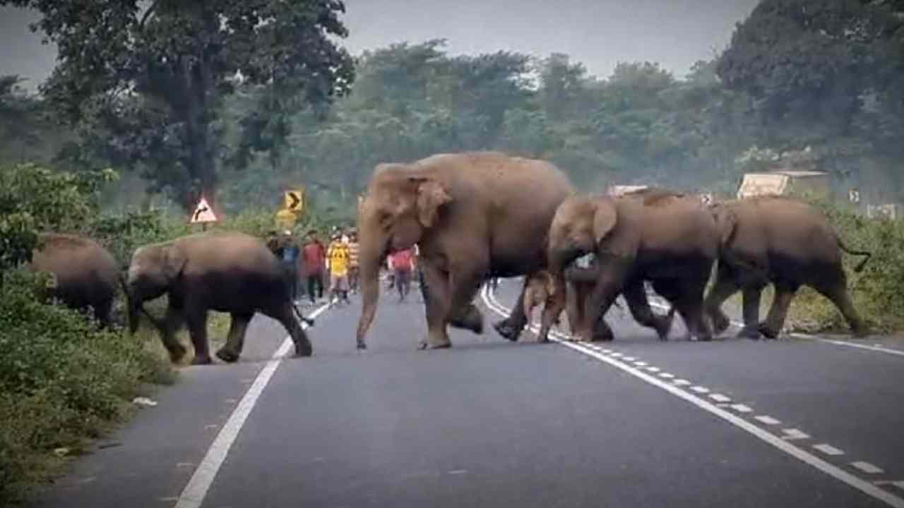 6 Underpass to be build in NH-327 project for safe elephant passage