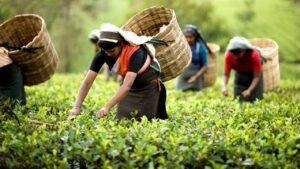 AI driven platform Toklai to launch soon to help small scale tea farmers