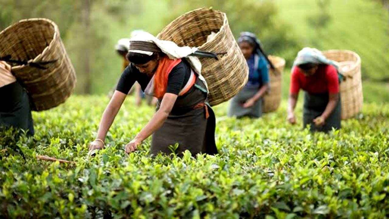 ক্ষুদ্র চা চাষিদের জন্য AI নির্ভর প্রযুক্তি! চাষে সাহায্য করতে চালু হচ্ছে টোকলাই