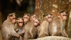 Sensation in Chattisgarh over the deaths of 22 monkeys shot by a gun.