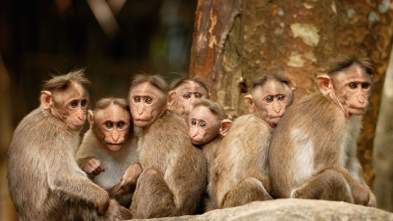 Sensation in Chattisgarh over the deaths of 22 monkeys shot by a gun.