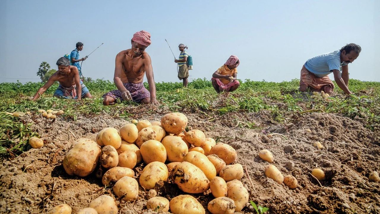 Cold storages packed with potatoes, no market demand; farmers fear losses