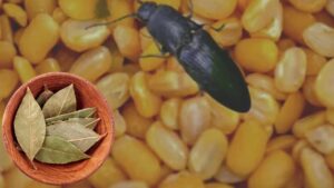Cooking Tips bugs in the lentil container